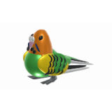Carolina parakeet - The name parakeet is derived from the French word perroquet, which is reflected in some older spellings that are still sometimes encountered, including paroquet or paraquet